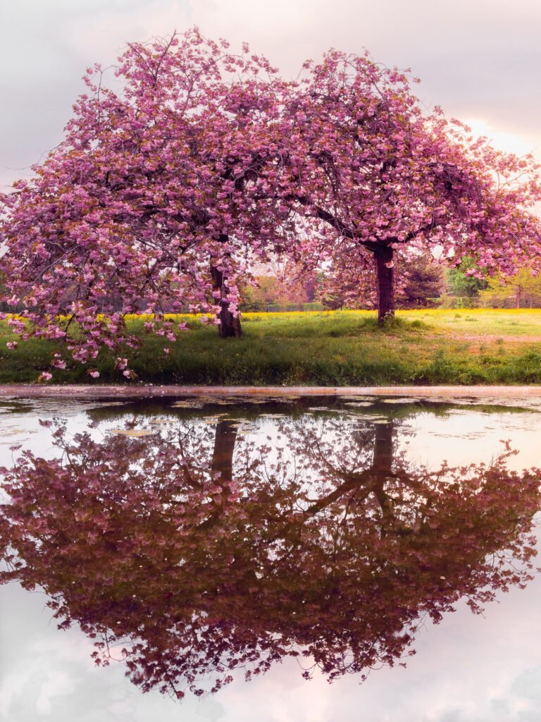 Blossom trees in Le Vesinet, les petites rivieres