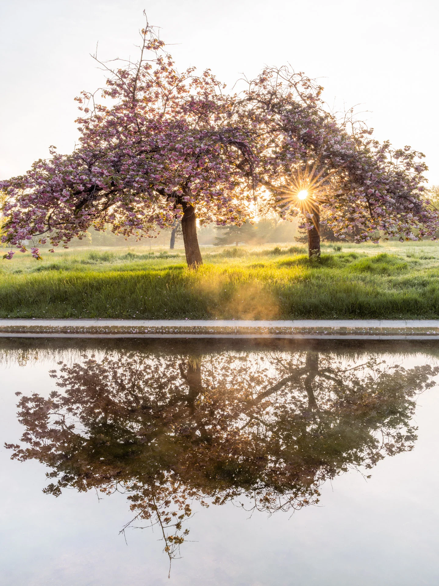 Cherry trees at sunrise, in the mist, at Le Vesinet