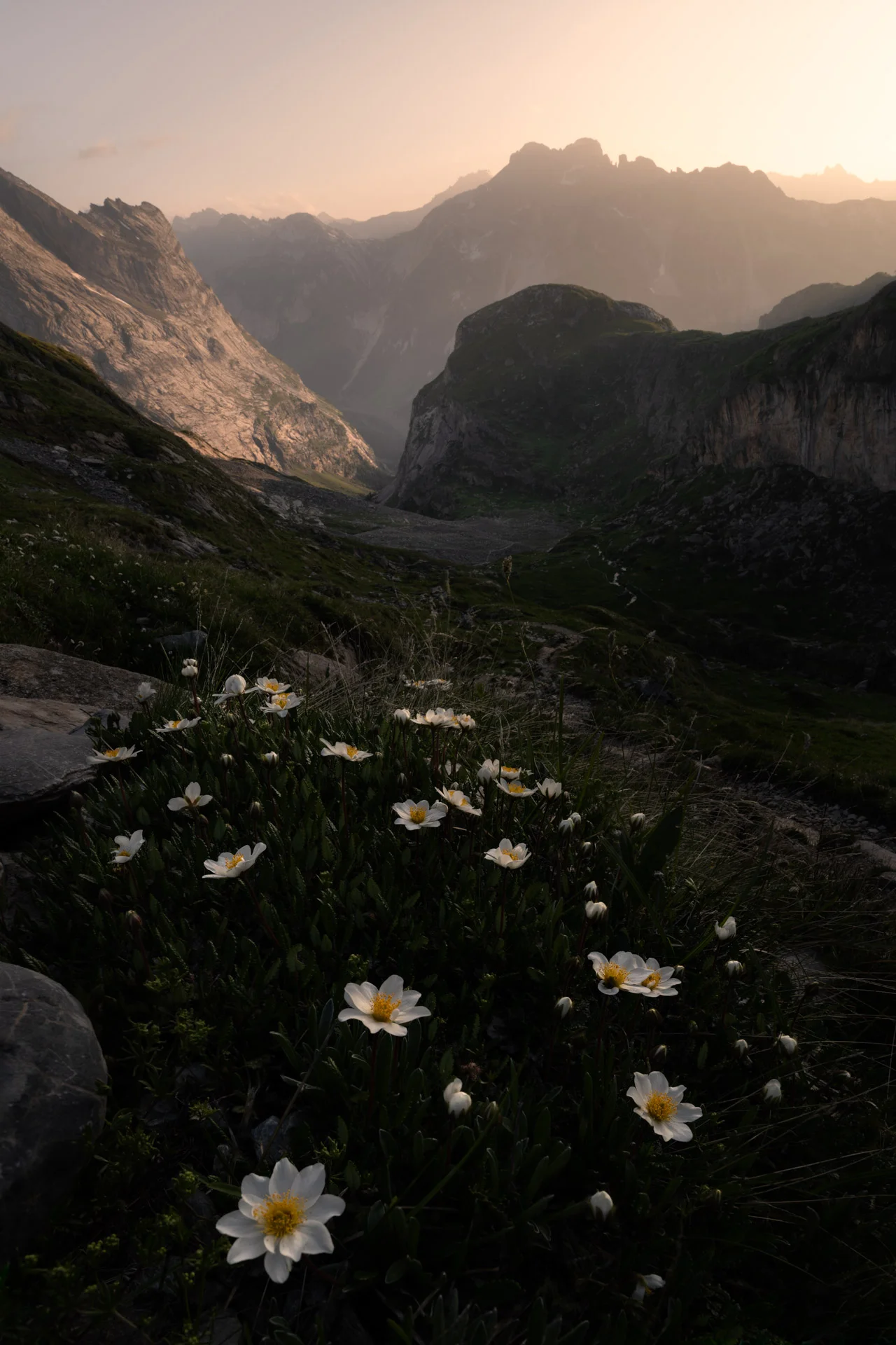 Sunset at col de la Vanoise with flowers