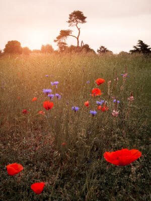 Summer field at Les petites rivieres, in Le Vesinet