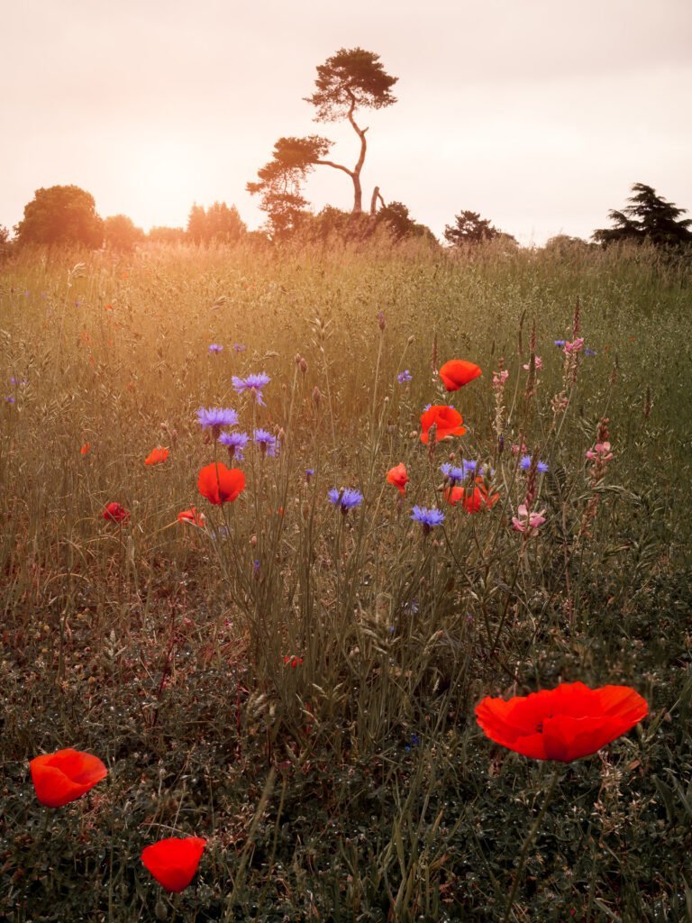 Summer flowers fields in Le Vesinet