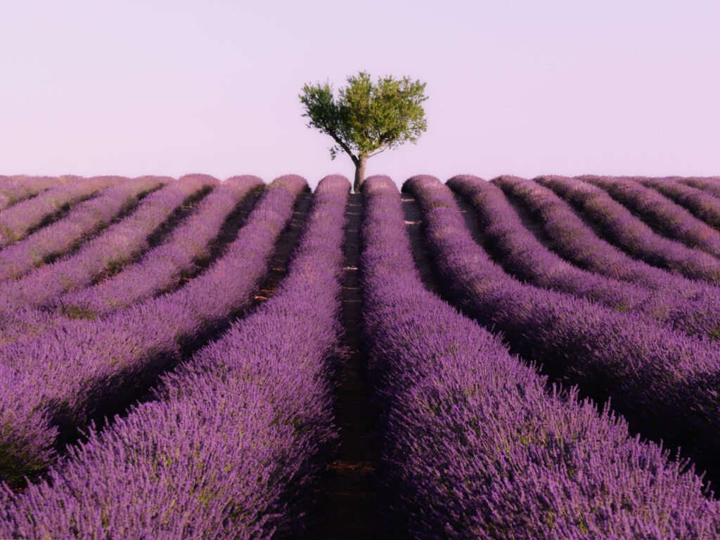 Lavanda fields in Valensole at the morning
