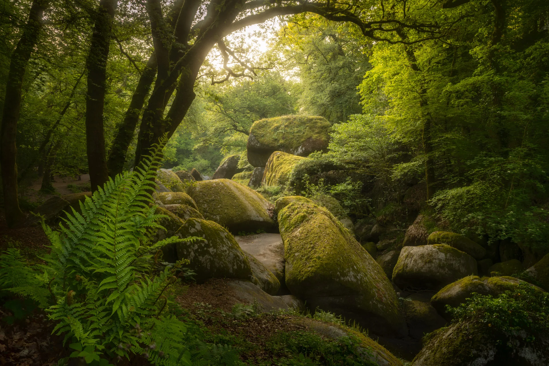 Forest of Huelgoat at sunrise with ferns at the foreground