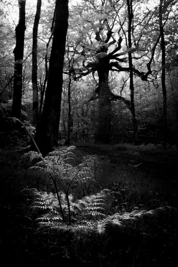 Hindre roble en el bosque de Broceliande, Francia