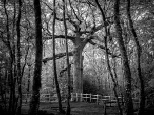 Hindre oak in Broceliande forest, France