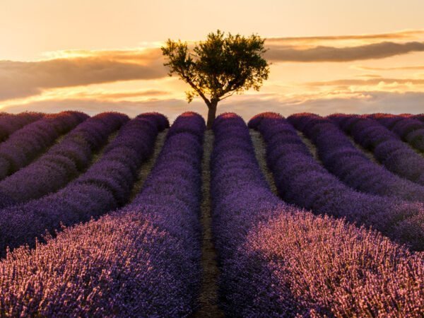 Lavanda field and lonely tree in Valensole, France