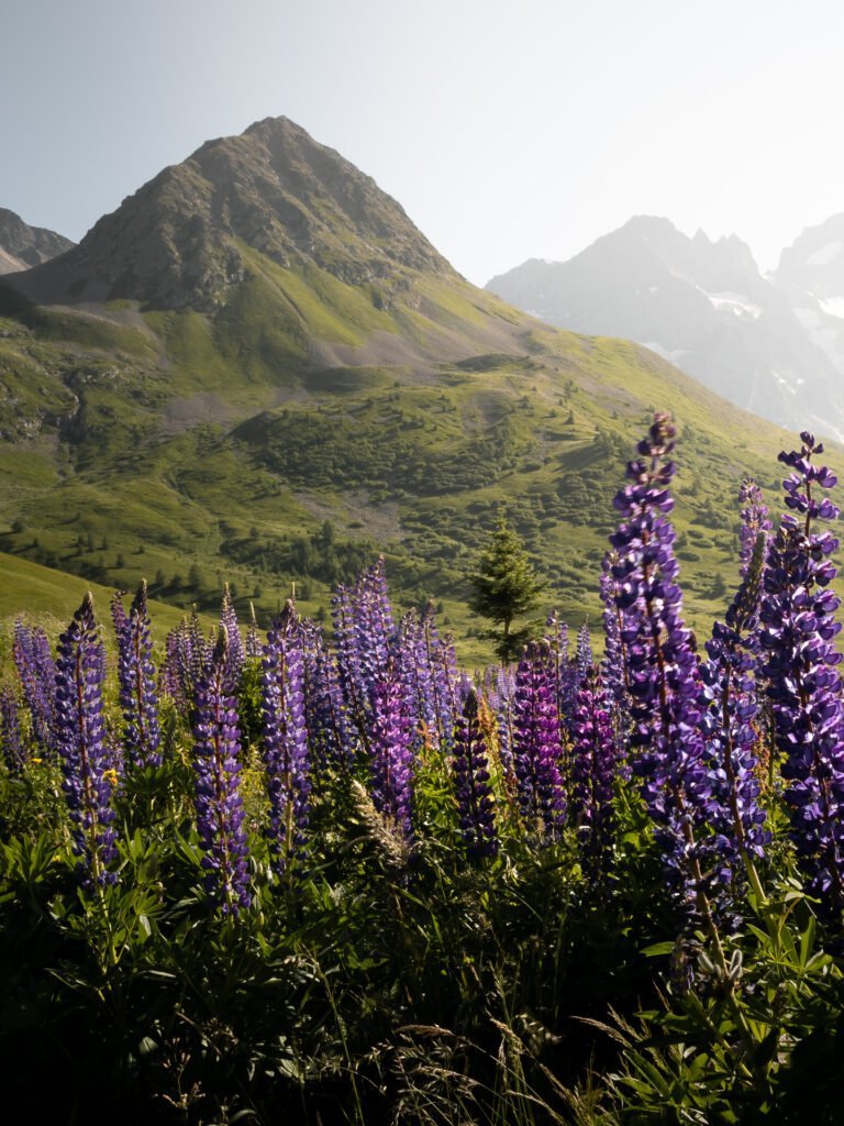 Lupines flowers near Col du Lautaret in the Alps