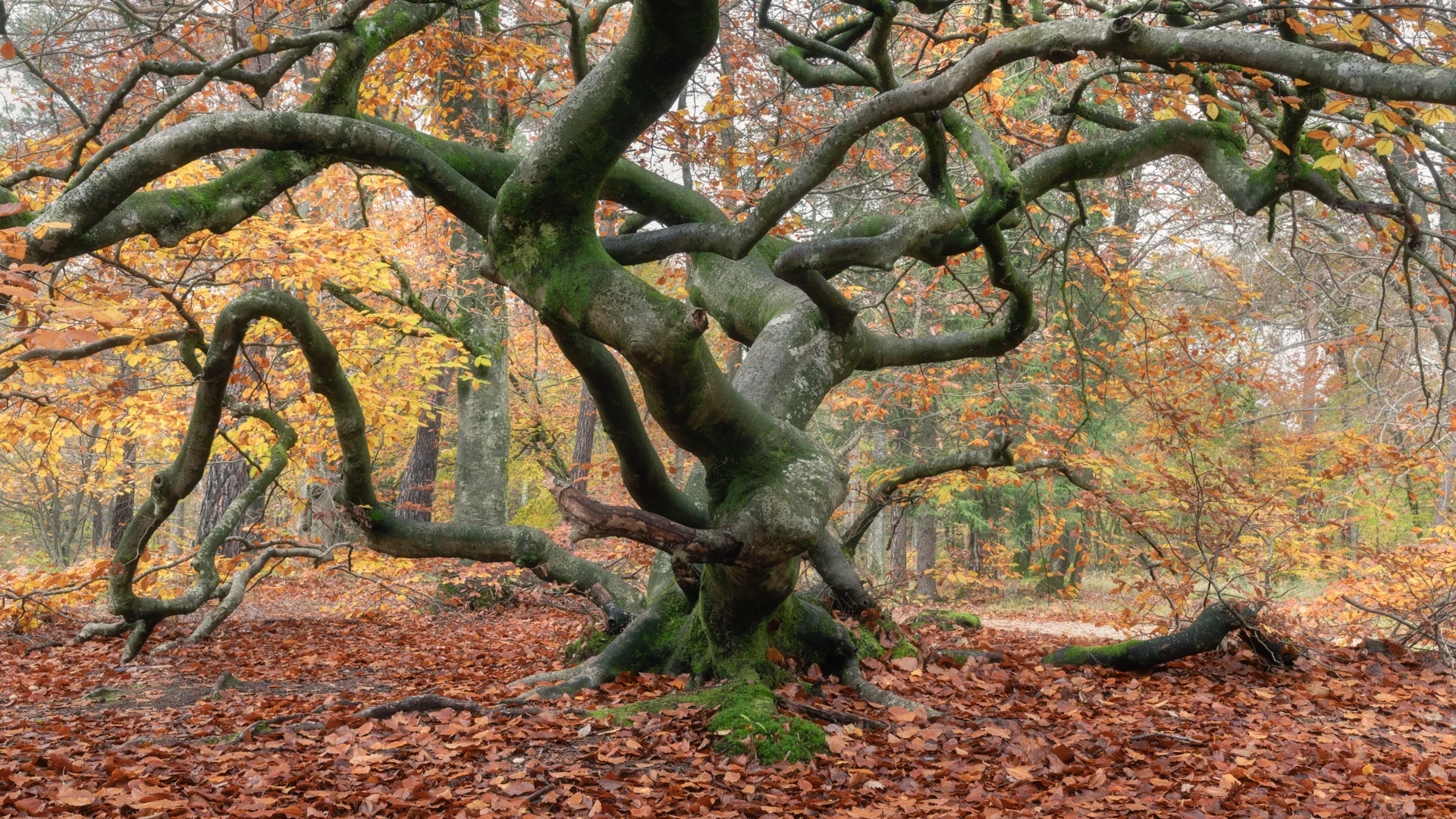 Tree at Les Faux de Verzy forest