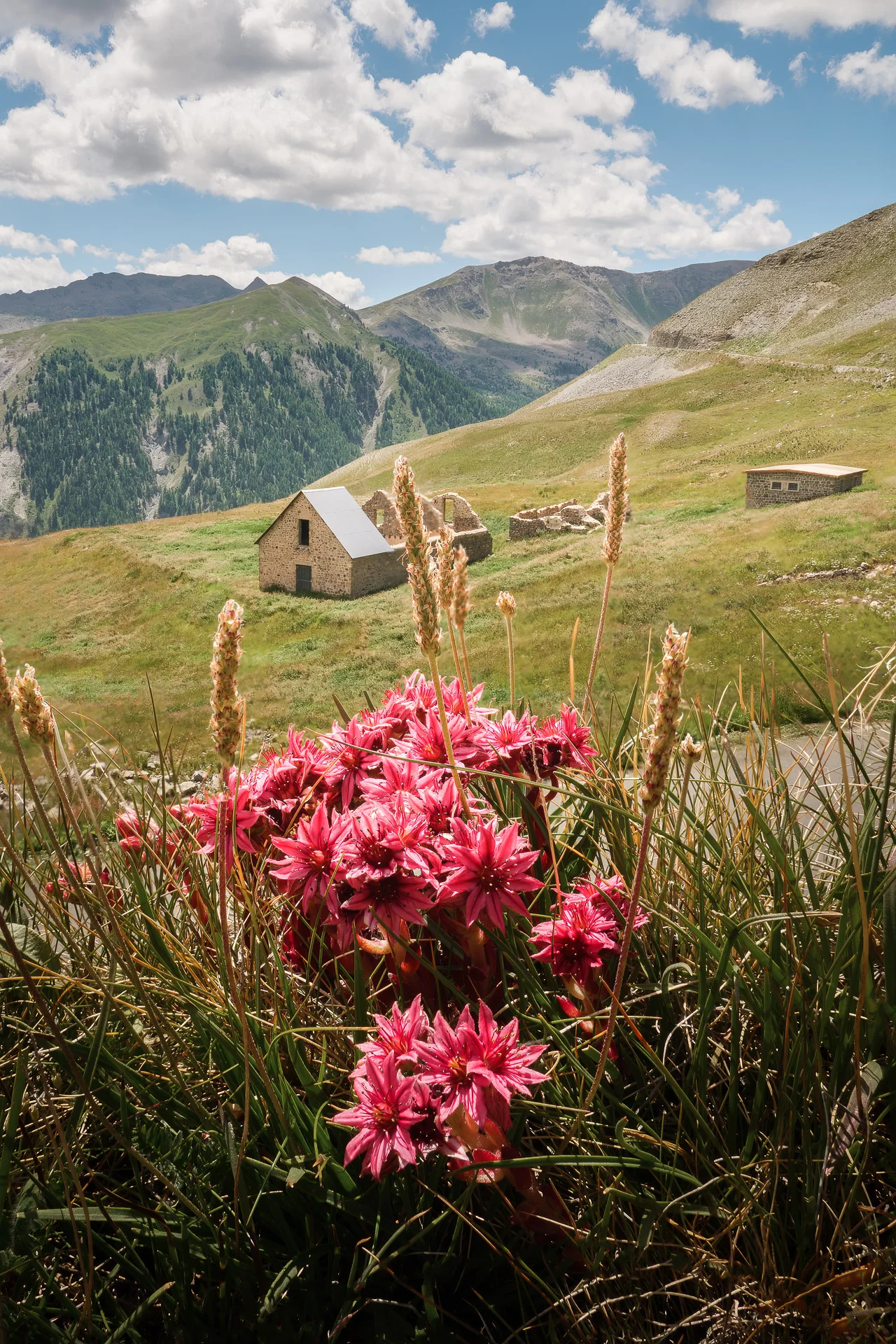 Camp des fourches and flowers