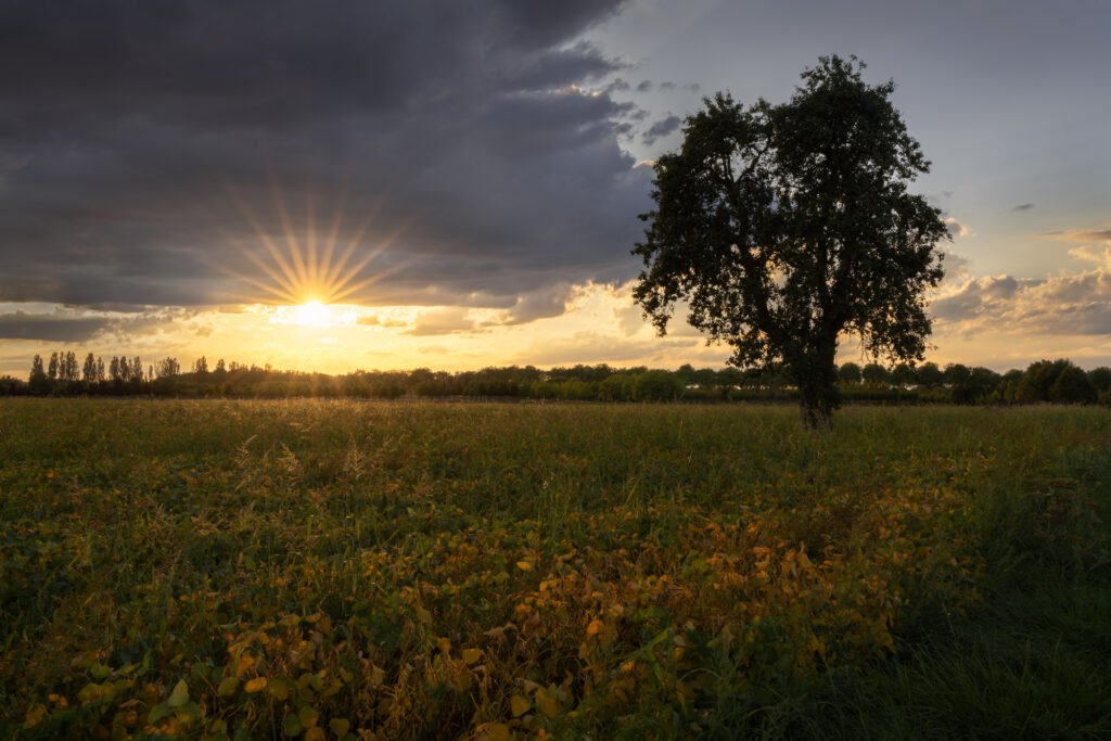 Field at sunset with a pear tree