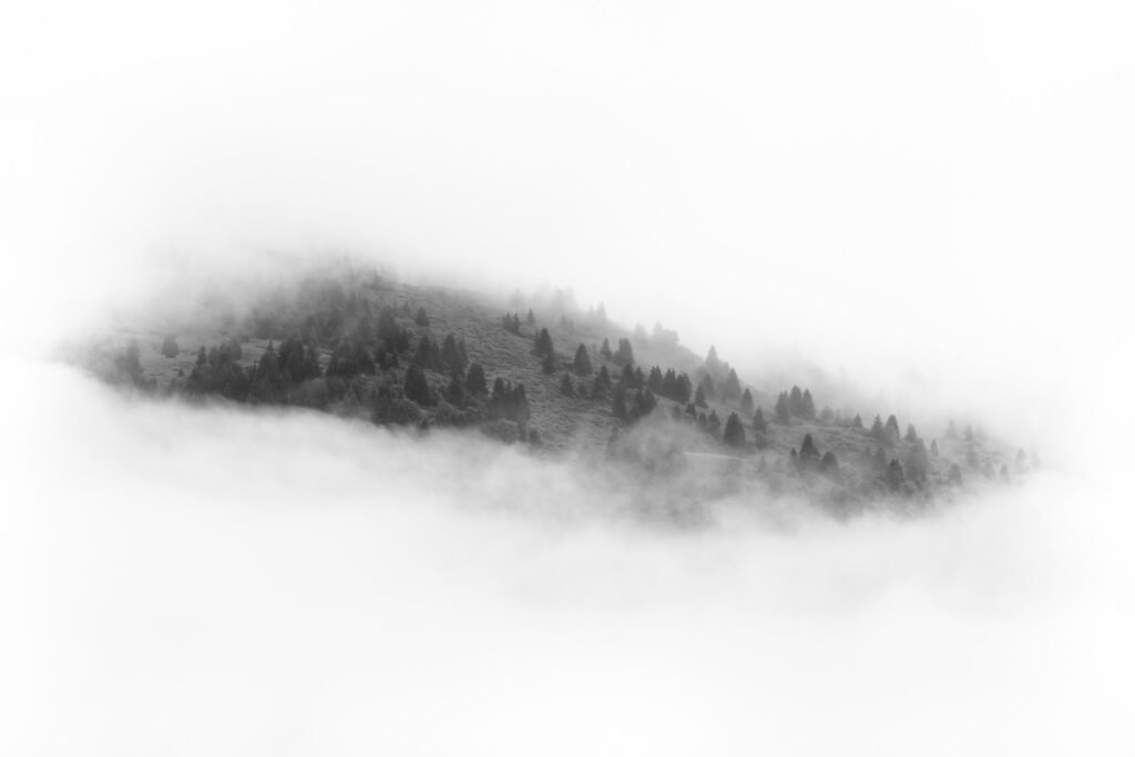 Black and white photo of a forest in the clouds