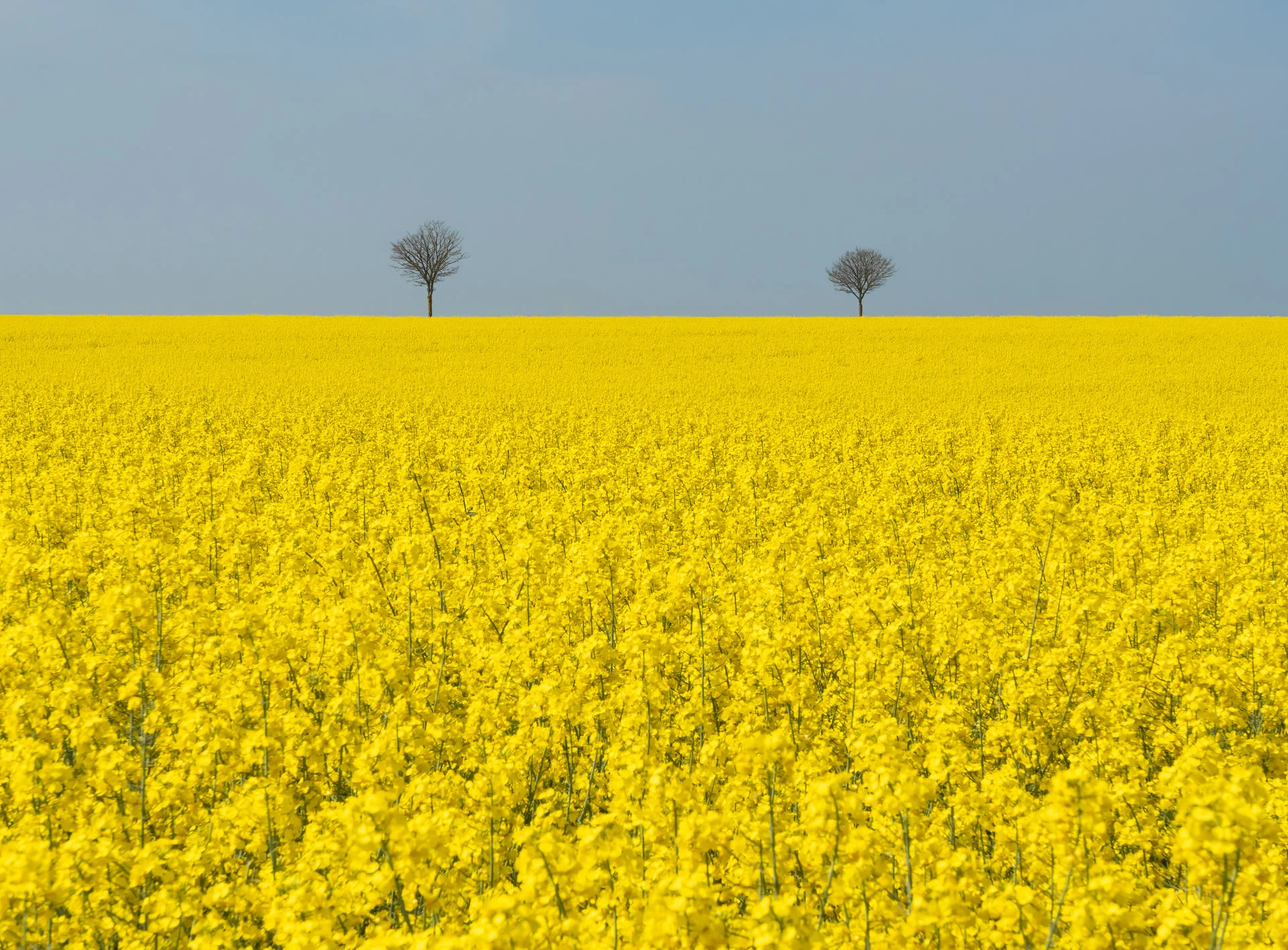 Pair of trees and rapeseed tree