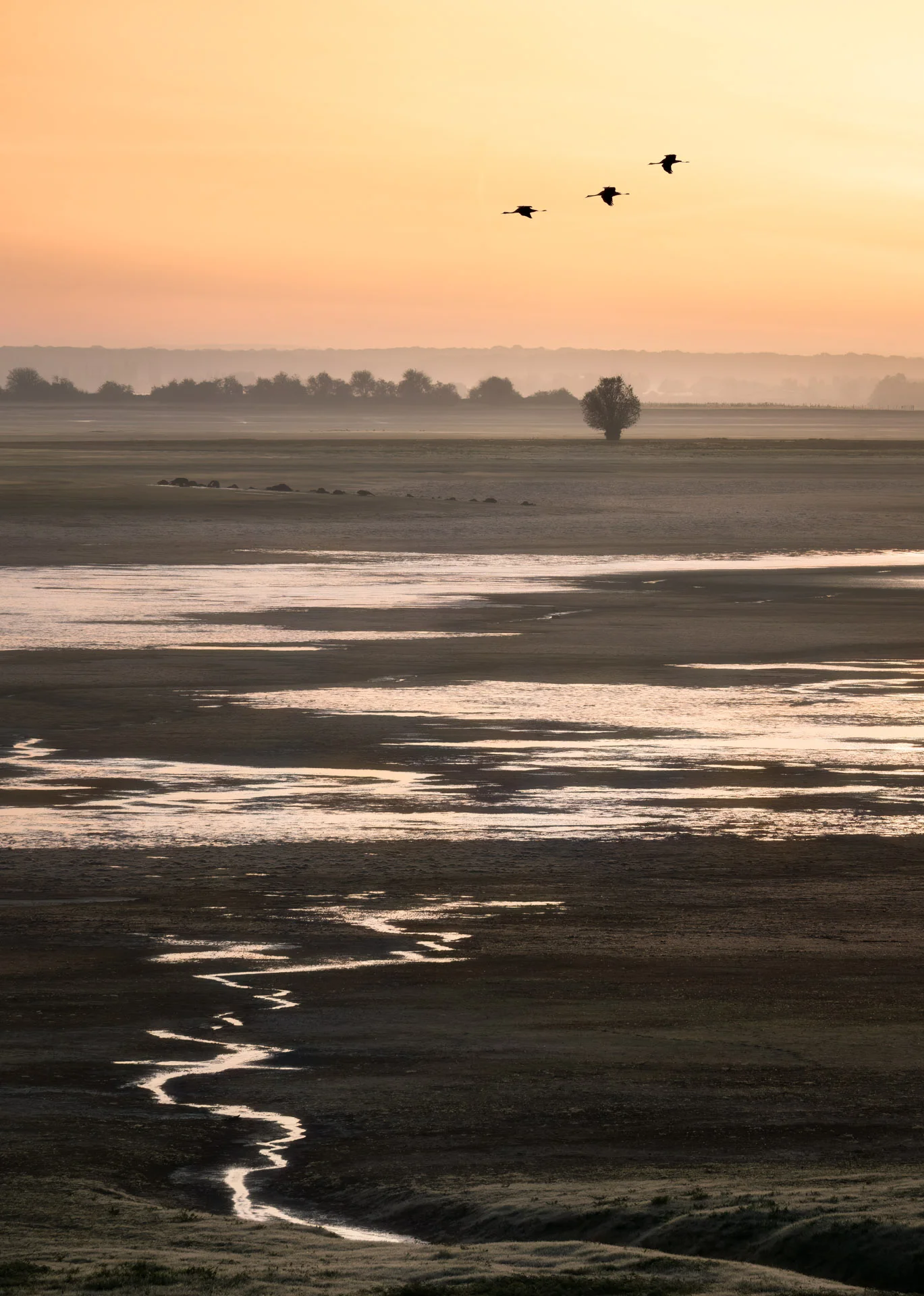 Common cranes flying on Lac du Der at autumn