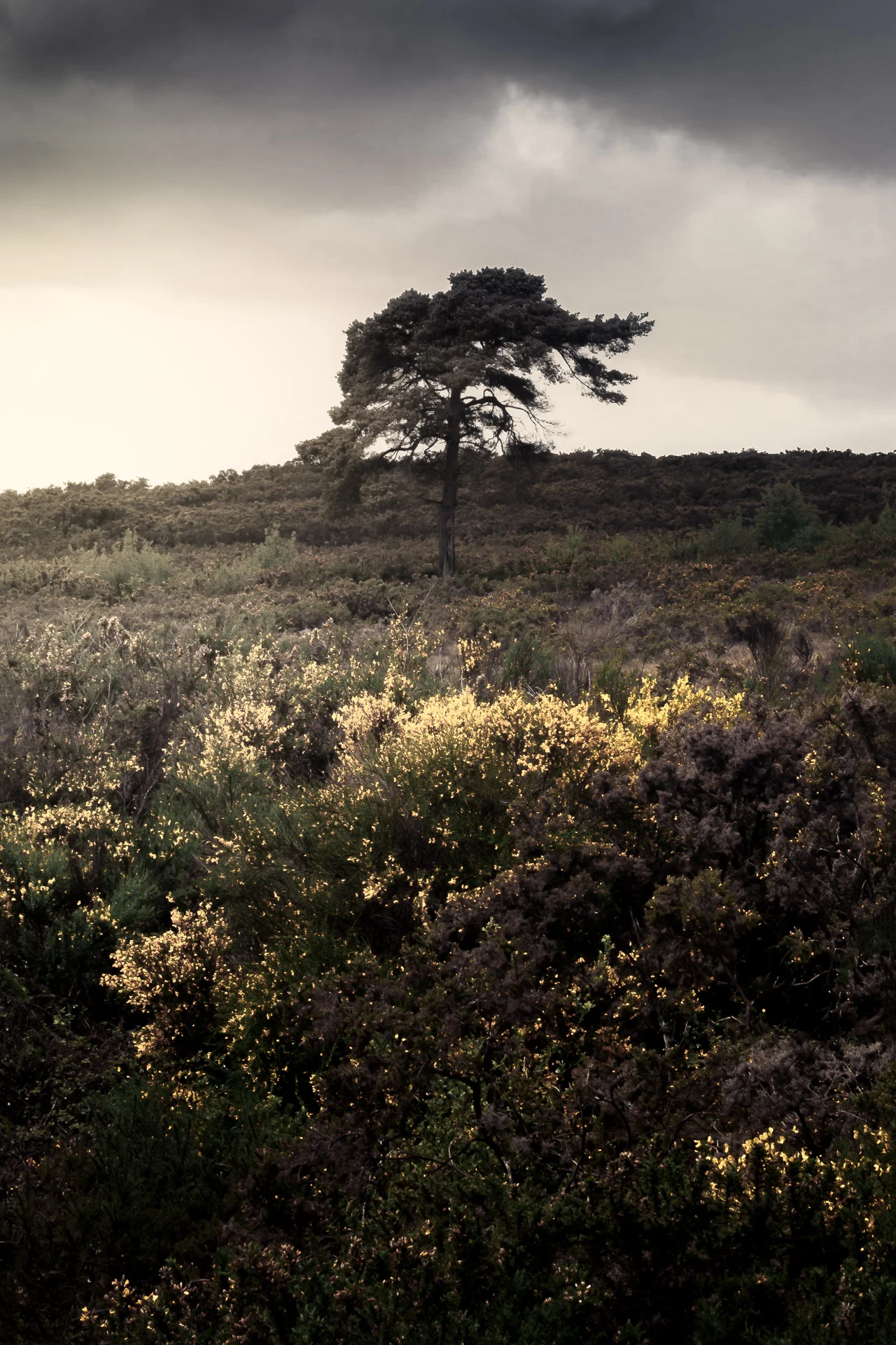 Lonely tree in the Brocéliande forest