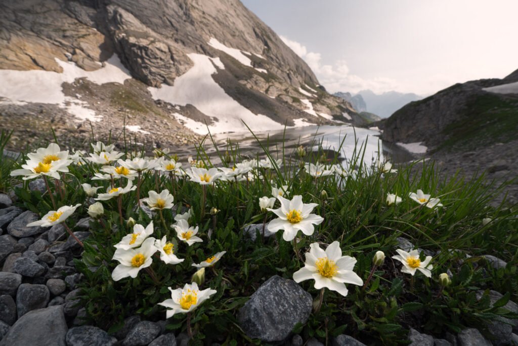 Flowers in the Alps mountains