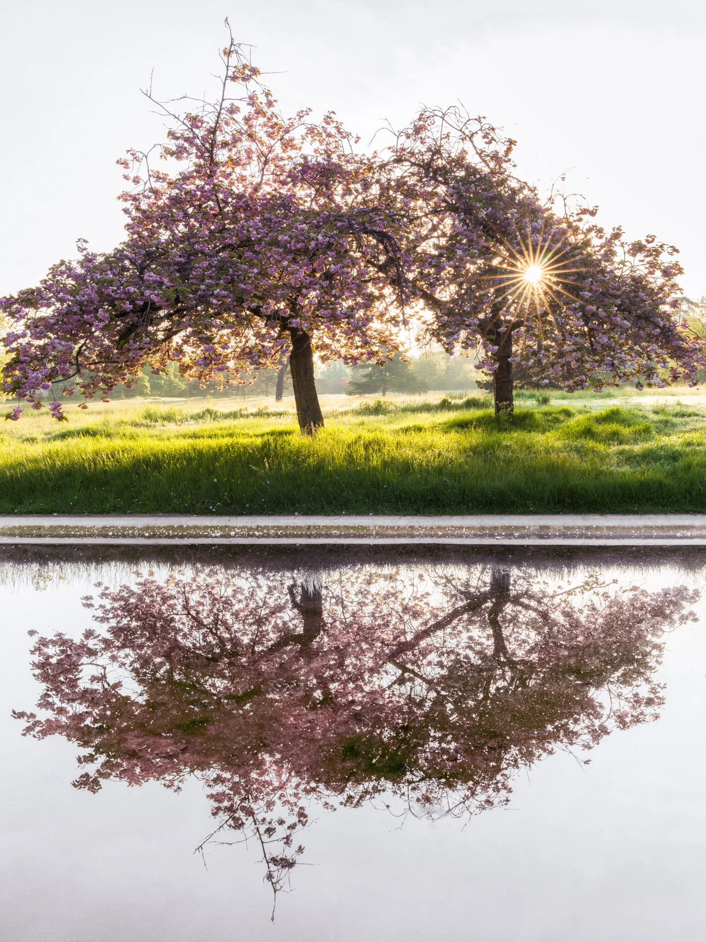 Cherry trees at sunrise, in the mist, at Le Vesinet