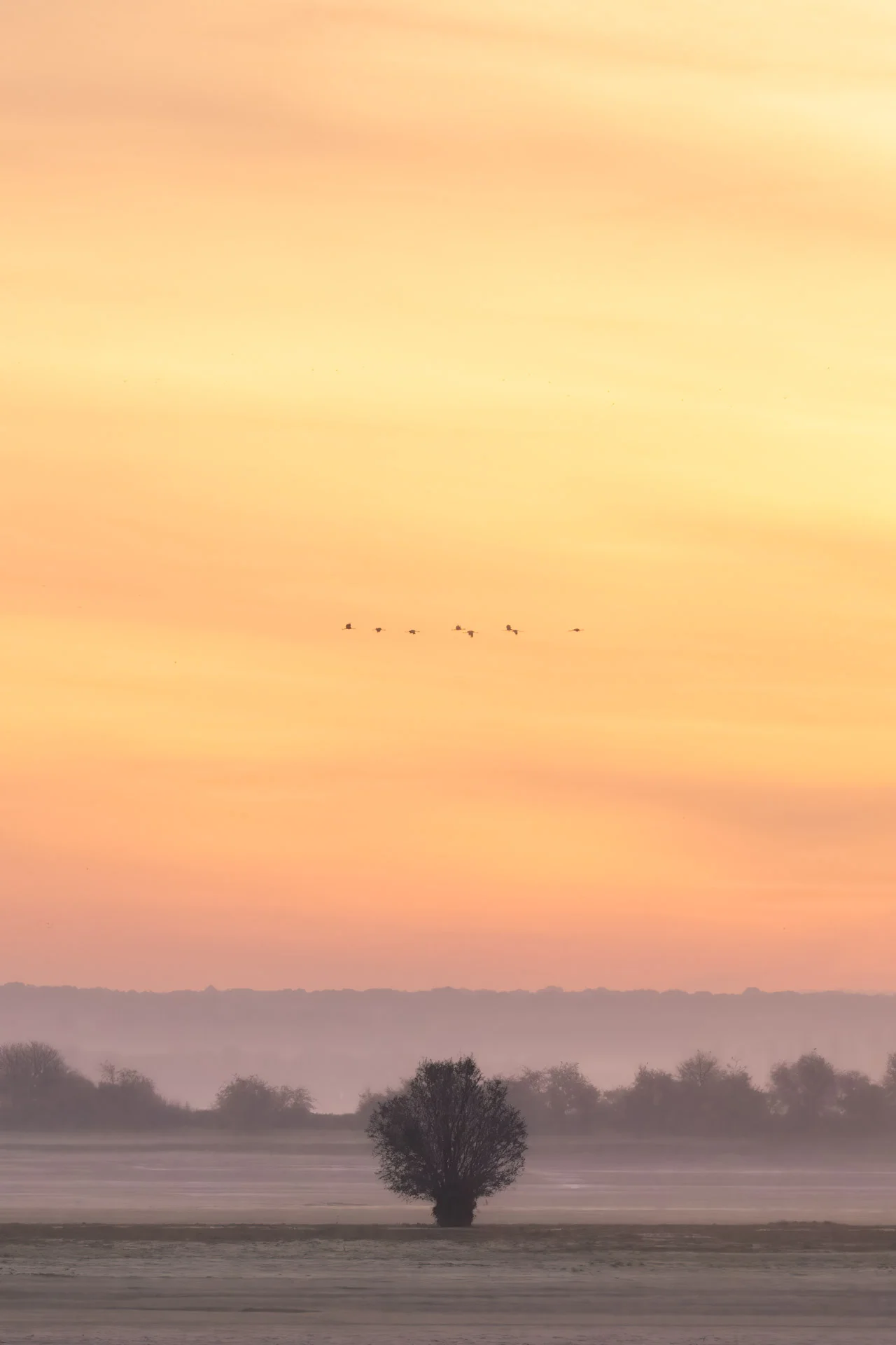 Common cranes flying on Lac du Der at autumn