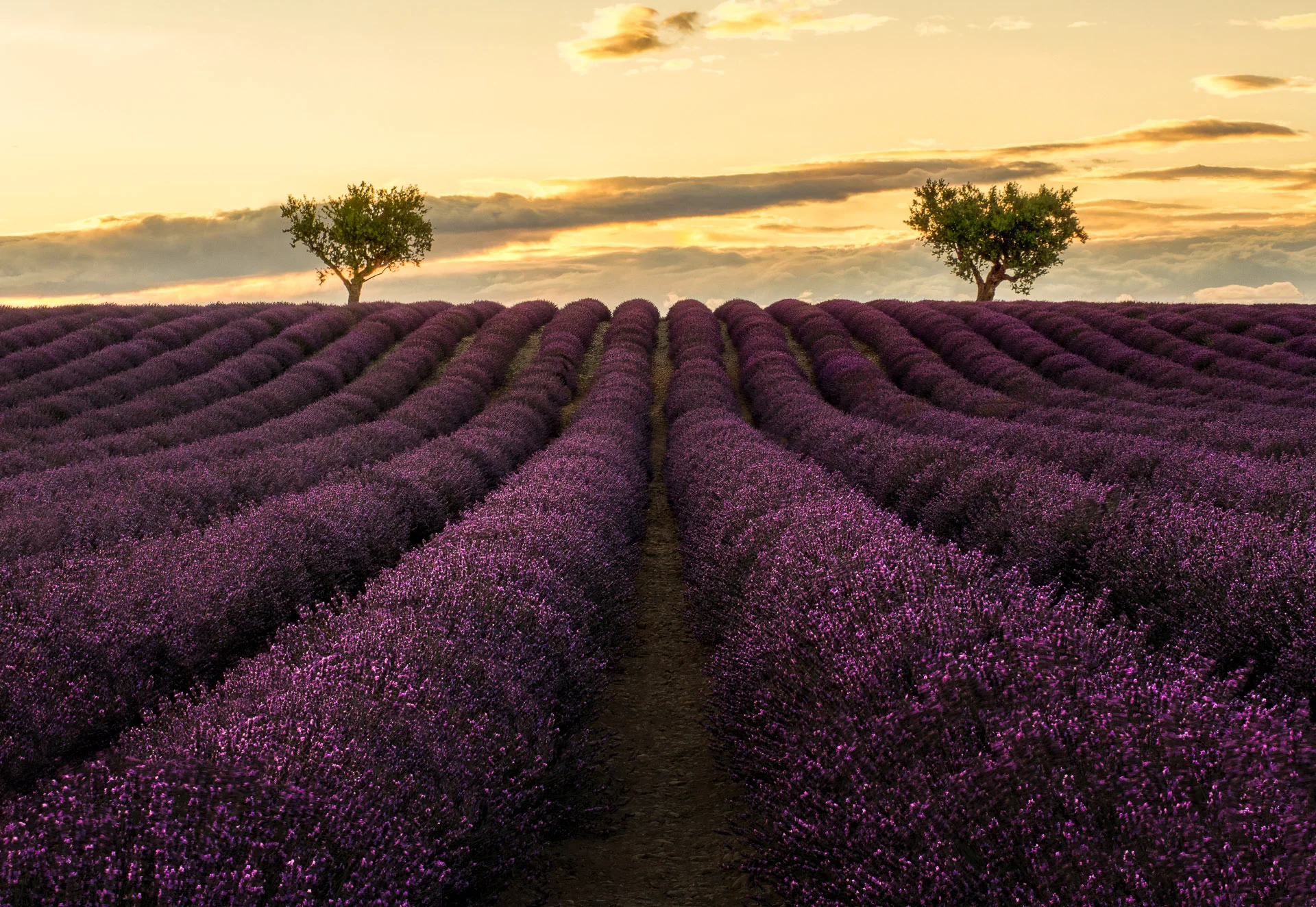 Lavanda fields in Valensole, Provence