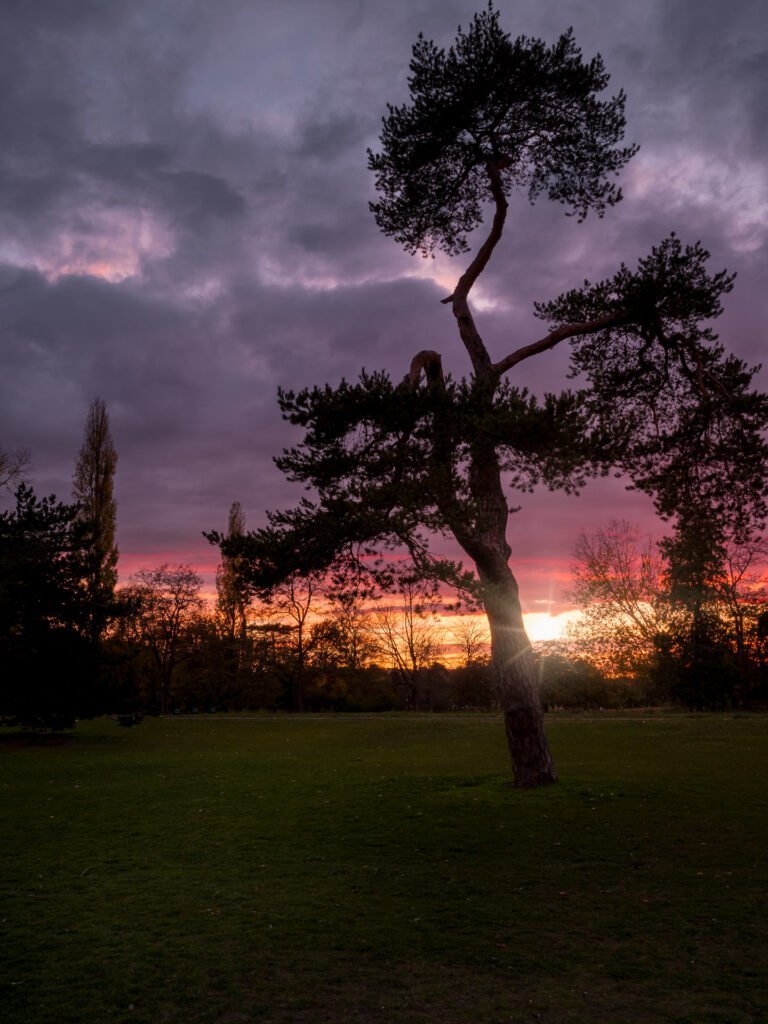Sunset behind the tree in Le Vésinet