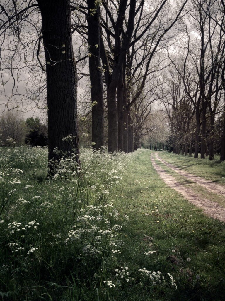 Tree path in arboretum de Versailles-Chèvreloup