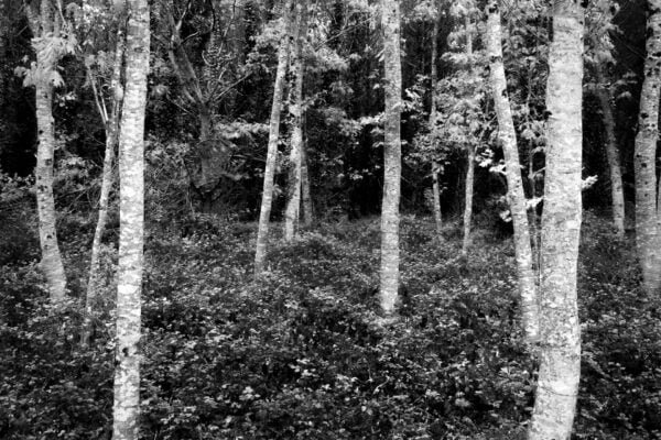 Tree trunks in the Broceliande forest, France