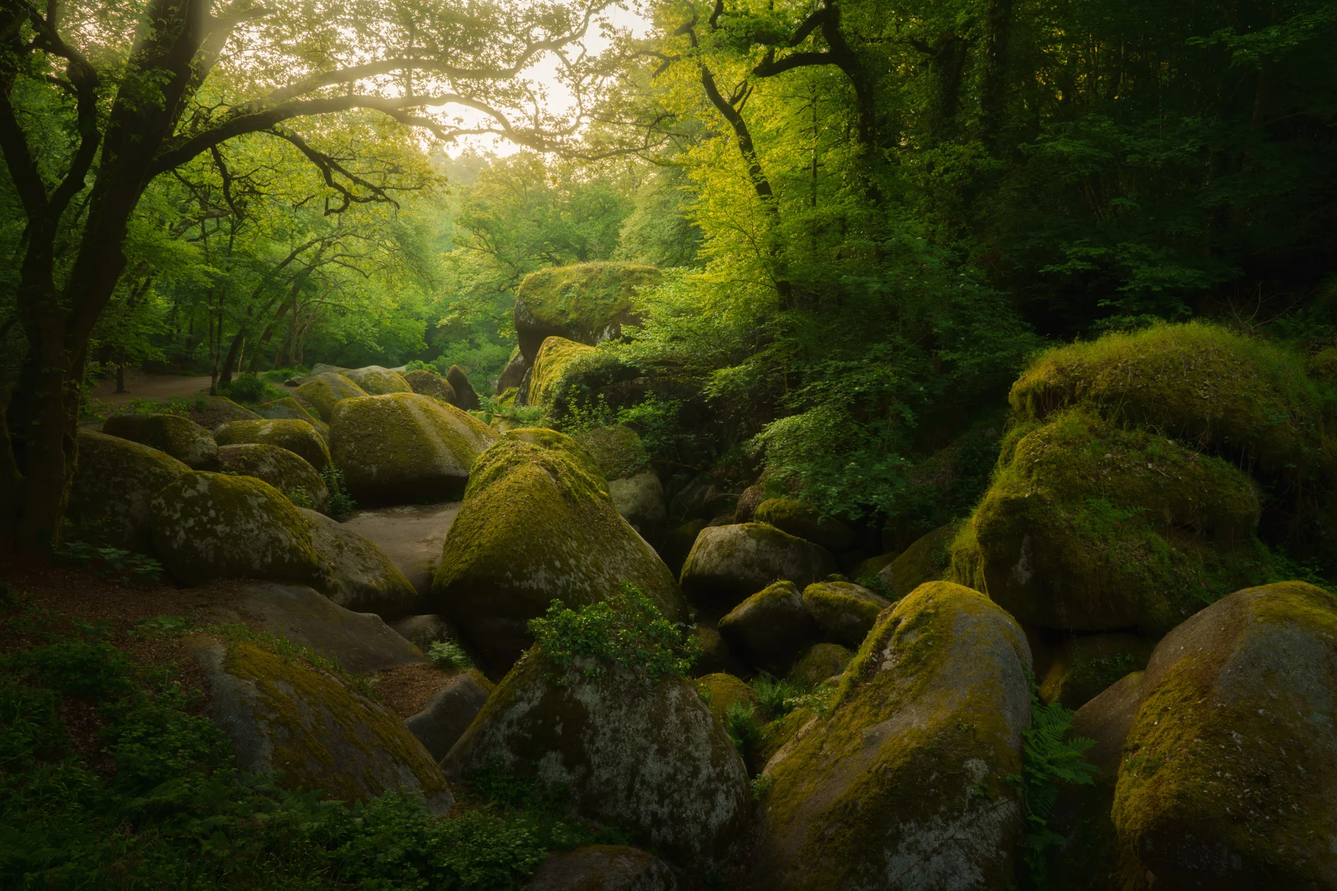 Forest of Huelgoat at sunrise