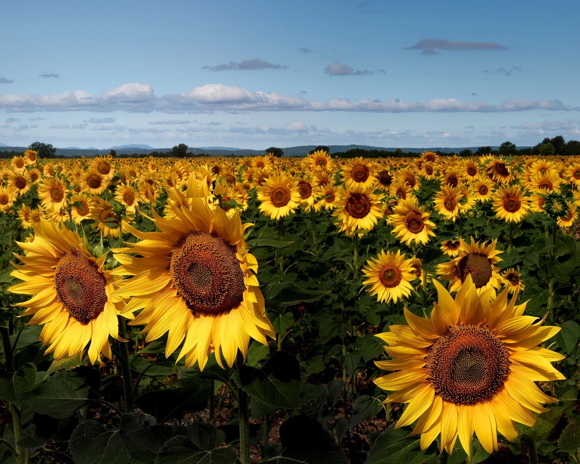 Sunflower field in Quinson, Provence