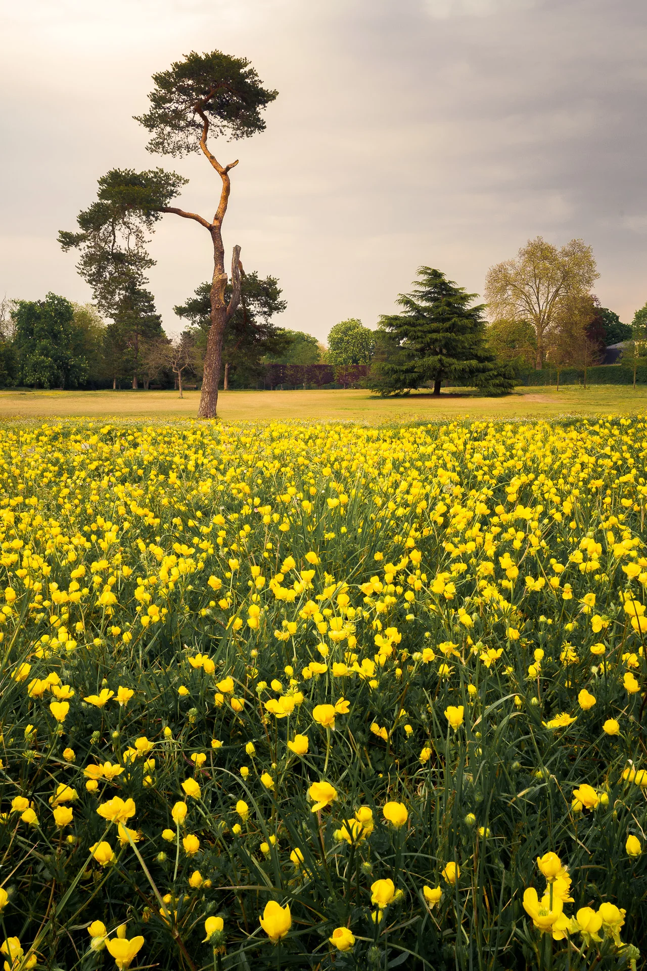 Spring flowers in Le Vésinet