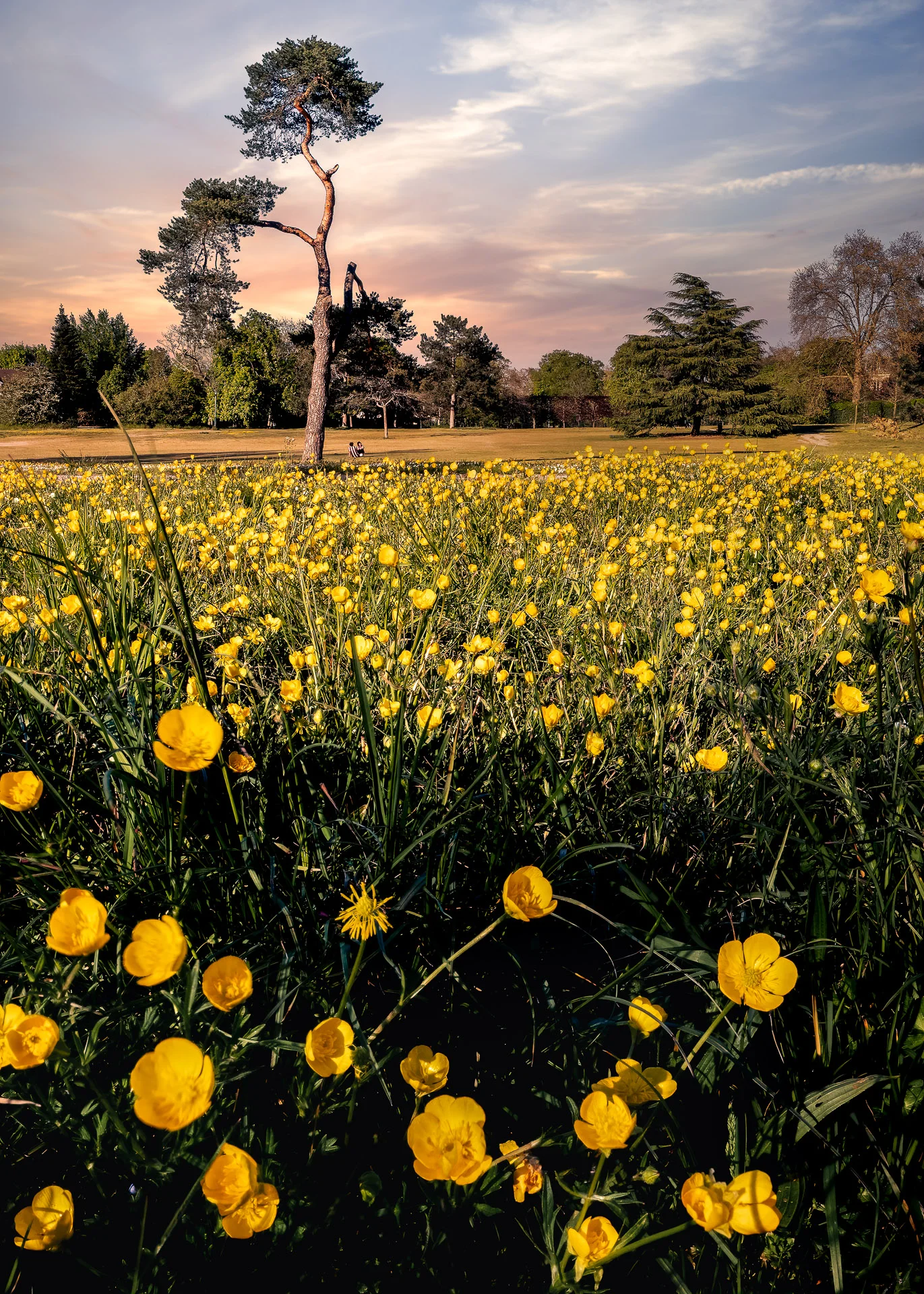 Spring flowers in Le Vésinet