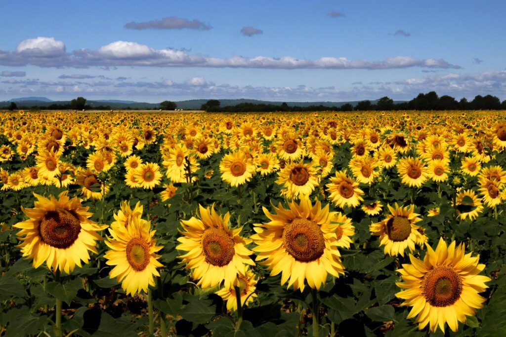 Sunflower field in Quinson, Provence