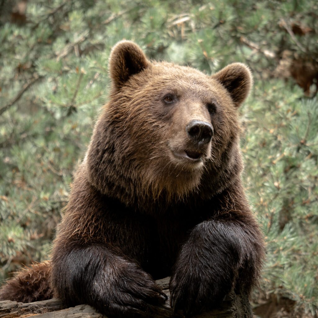 Bear in Parc des Pyrénées