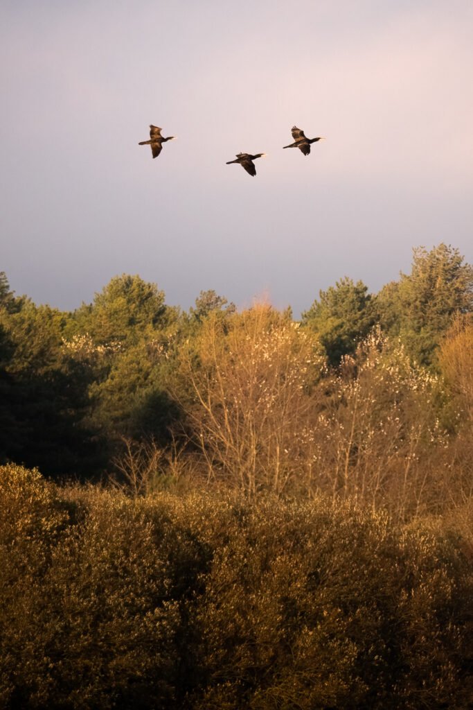 Cormorants flying over the woods in Parc du Marquenterre