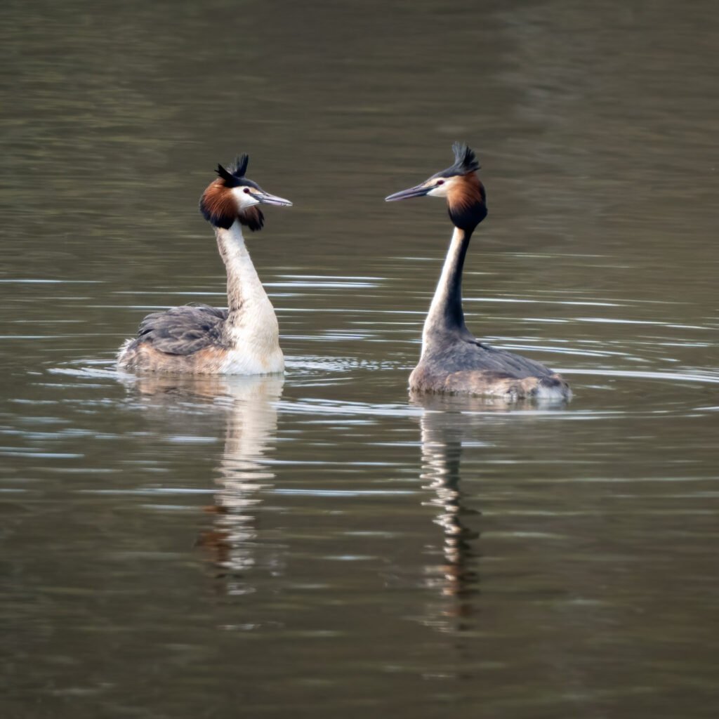 Courtship display of two great crested grebes