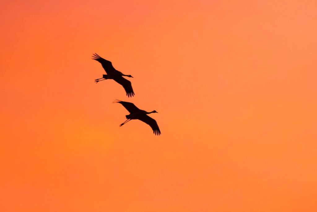 Common cranes flying at sunset