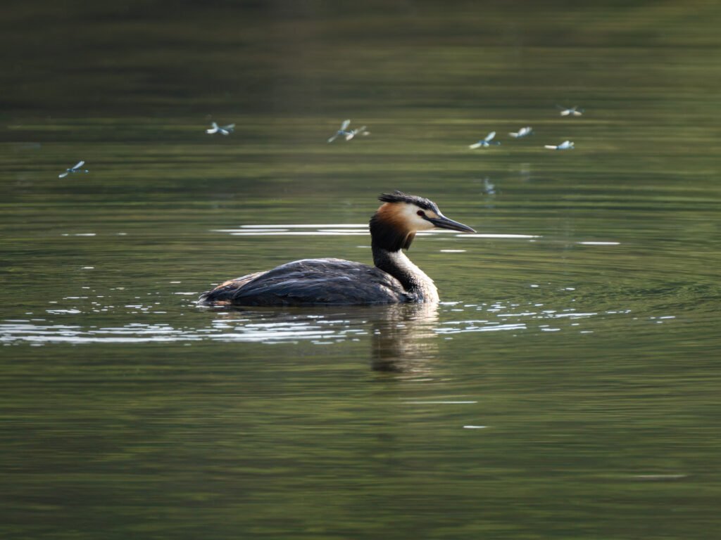 Grebe with dragonflies on a lake in Switzerland
