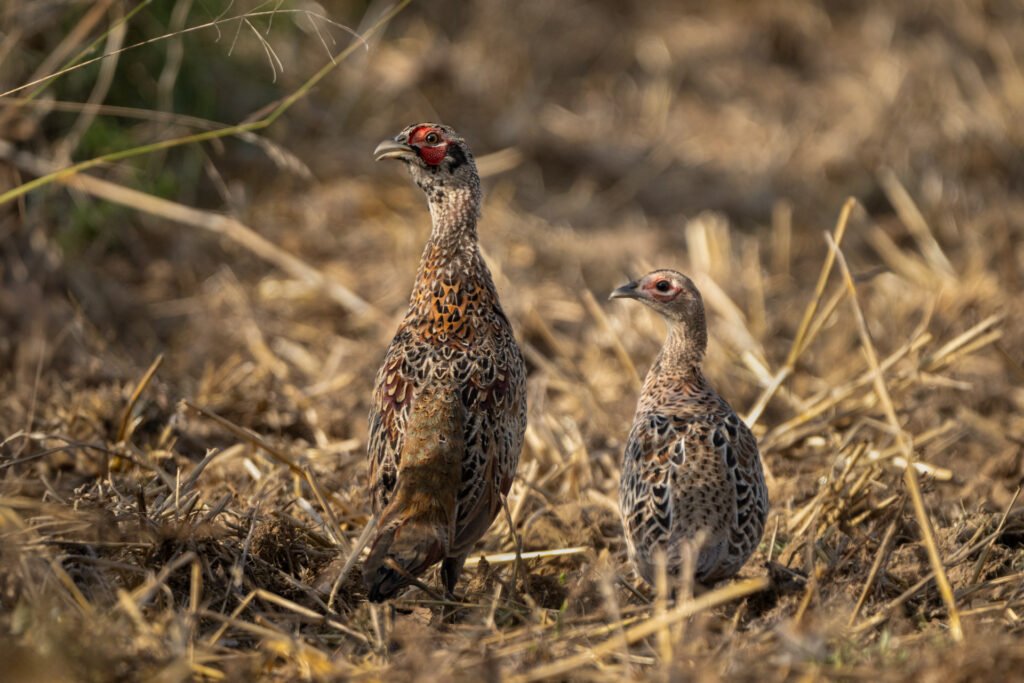 Couple of pheasants in a field
