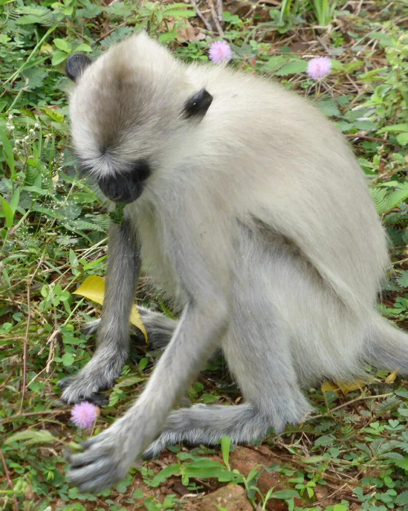 Flower monkey 1