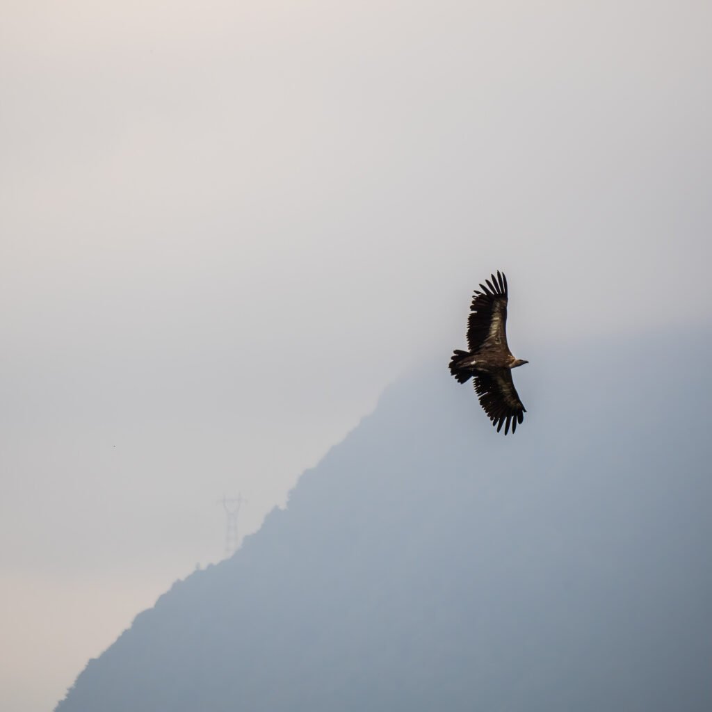 Vulture flying over the Pyrenees
