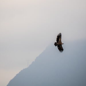 Buitre volando en las montañas, Pyrénées, Francia