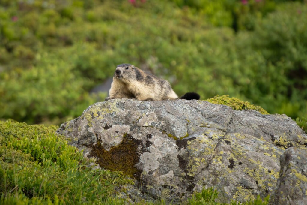 Marmot perched on a rock in the Alps
