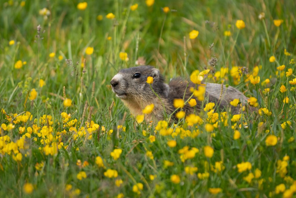 Marmot in the alpine yellow flowers