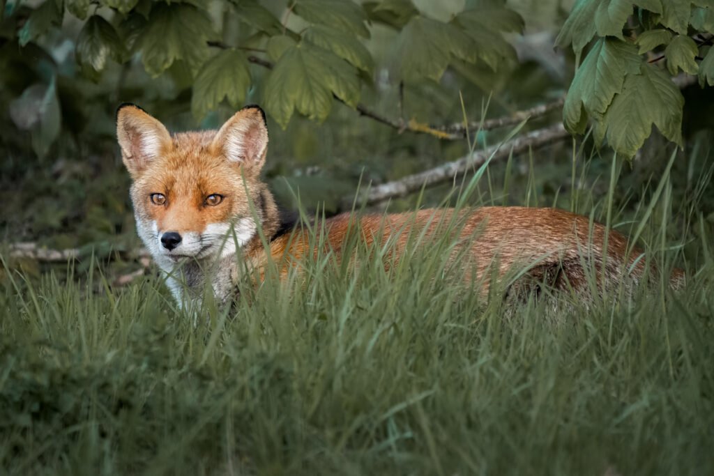 Fox hiding in the grass