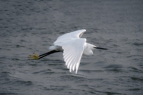 Egret in Marquenterre Park, France