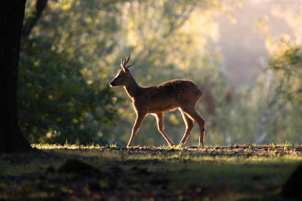 Young deer against the light in the forest