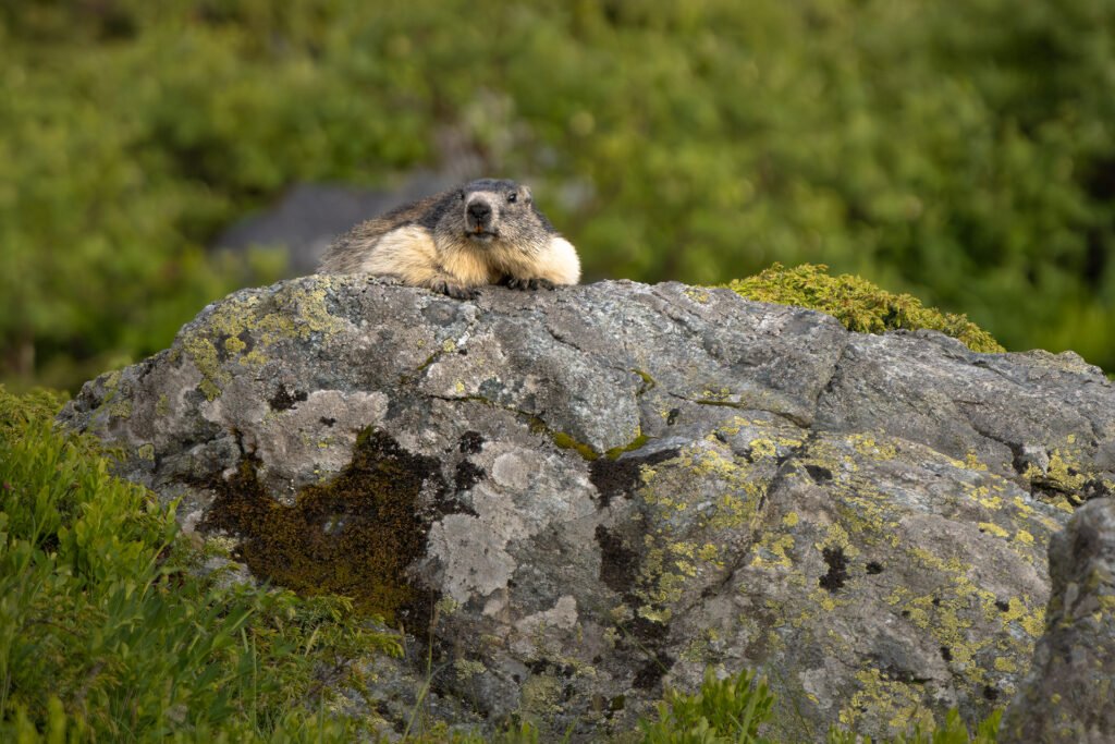 Marmot perched on his rock in the Alps