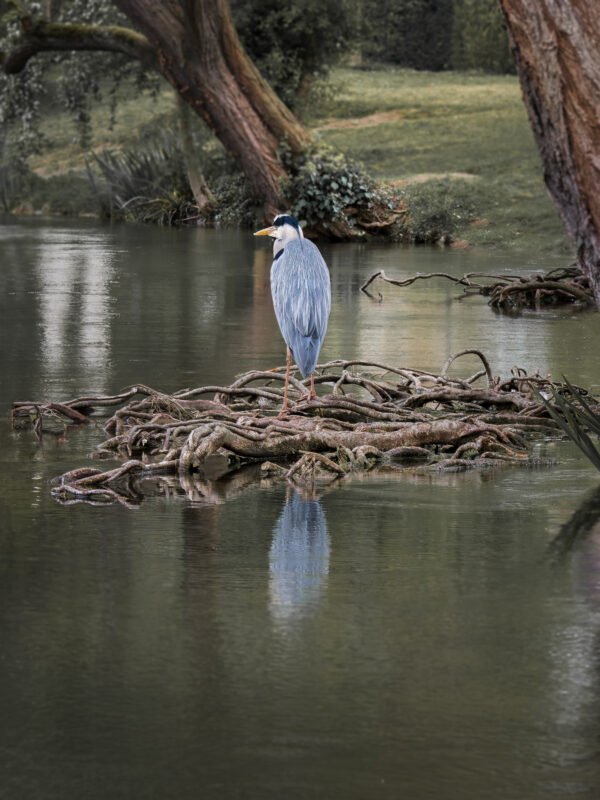 Heron at le Vesinet Ibis lake