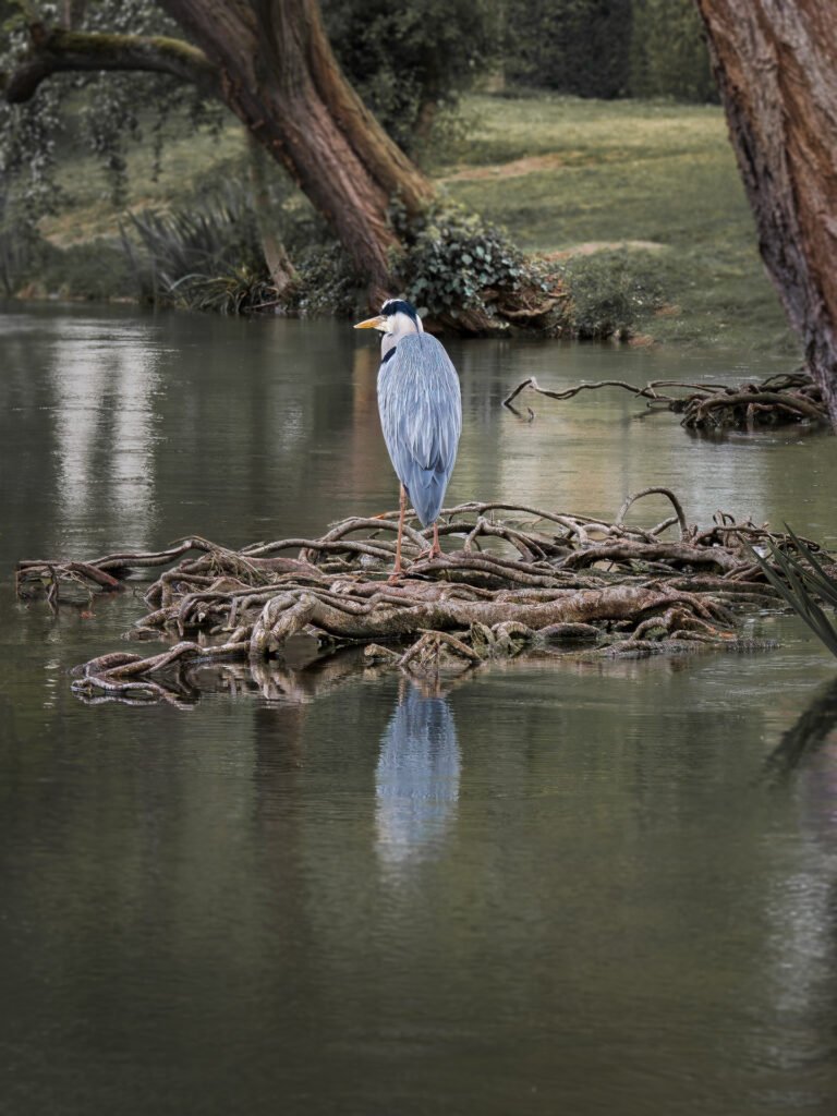 Heron on the lake in Le Vésinet