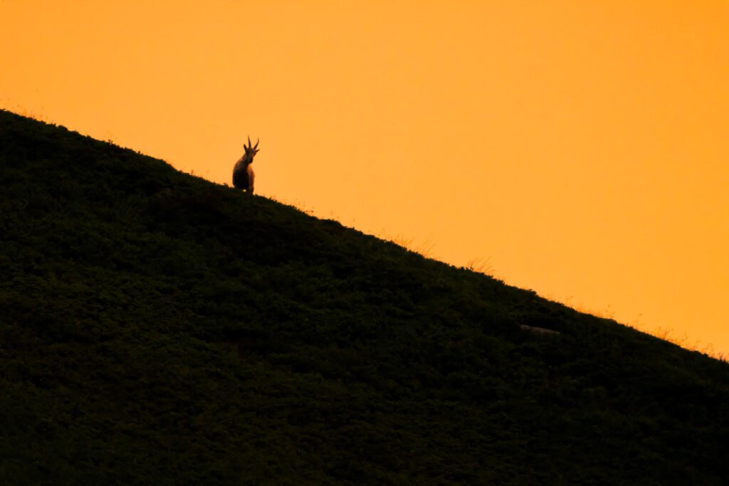 Silhouette of ibex at sunset in the alps