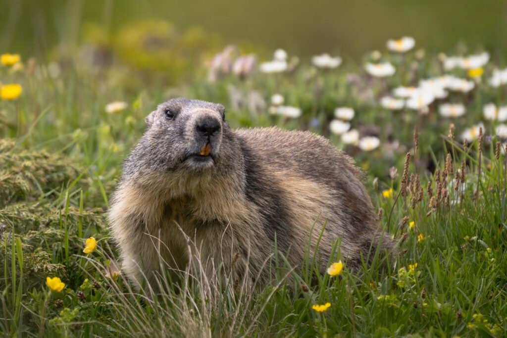 Marmot in alpine meadows