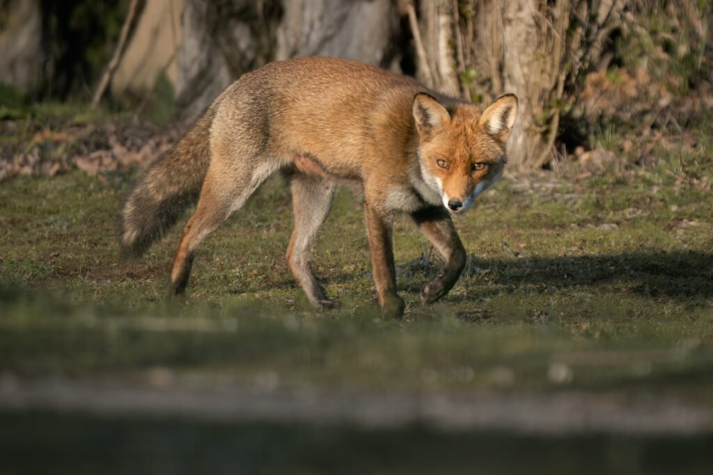 Fox walking in the meadow at sunset